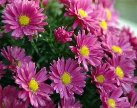 Aster 'Carmine Red' 1g