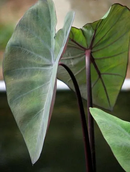 Taro Red Stem